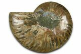 Cut & Polished Ammonite Fossil (Half) - Madagascar #377611-1